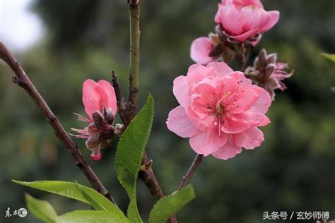 爛桃花 意思